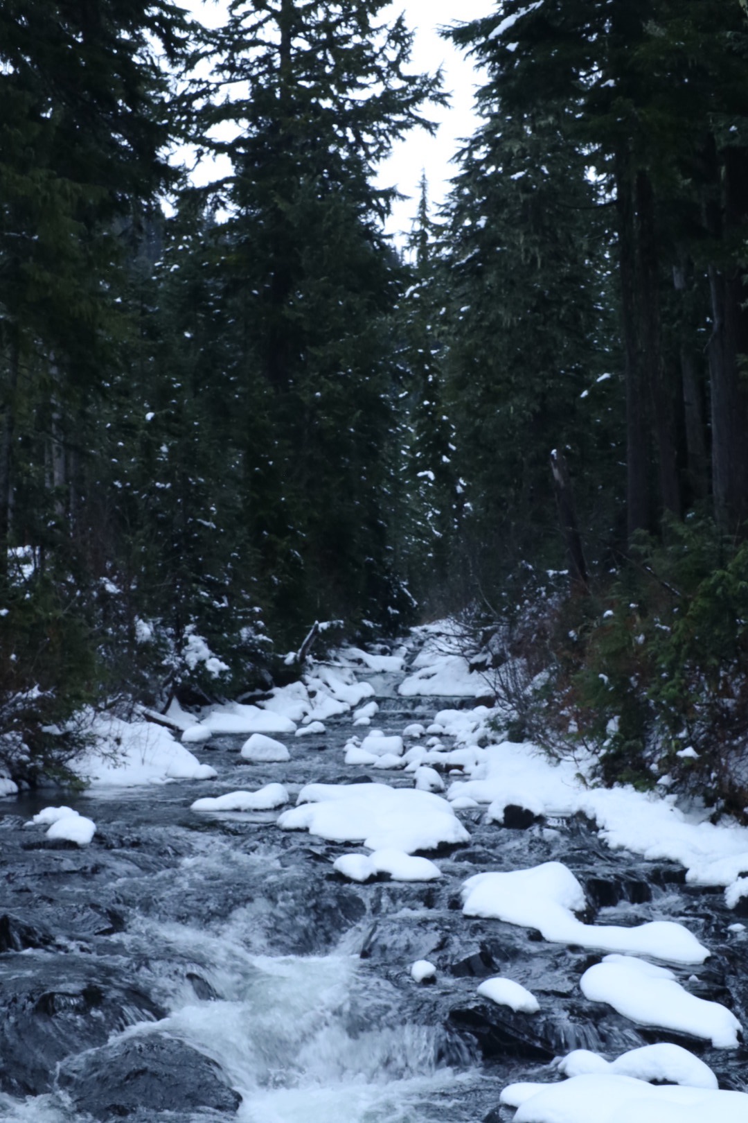 Mt. Rainier National Park